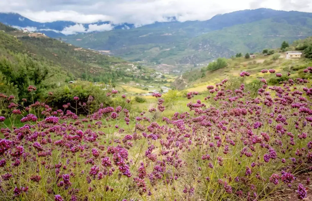 a field of purple flowers