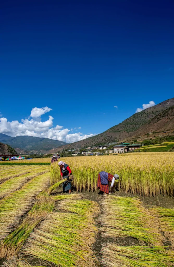 people harvesting rice in a field